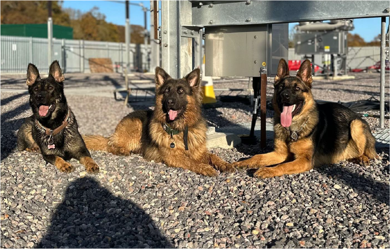 Sentinel Security working dog